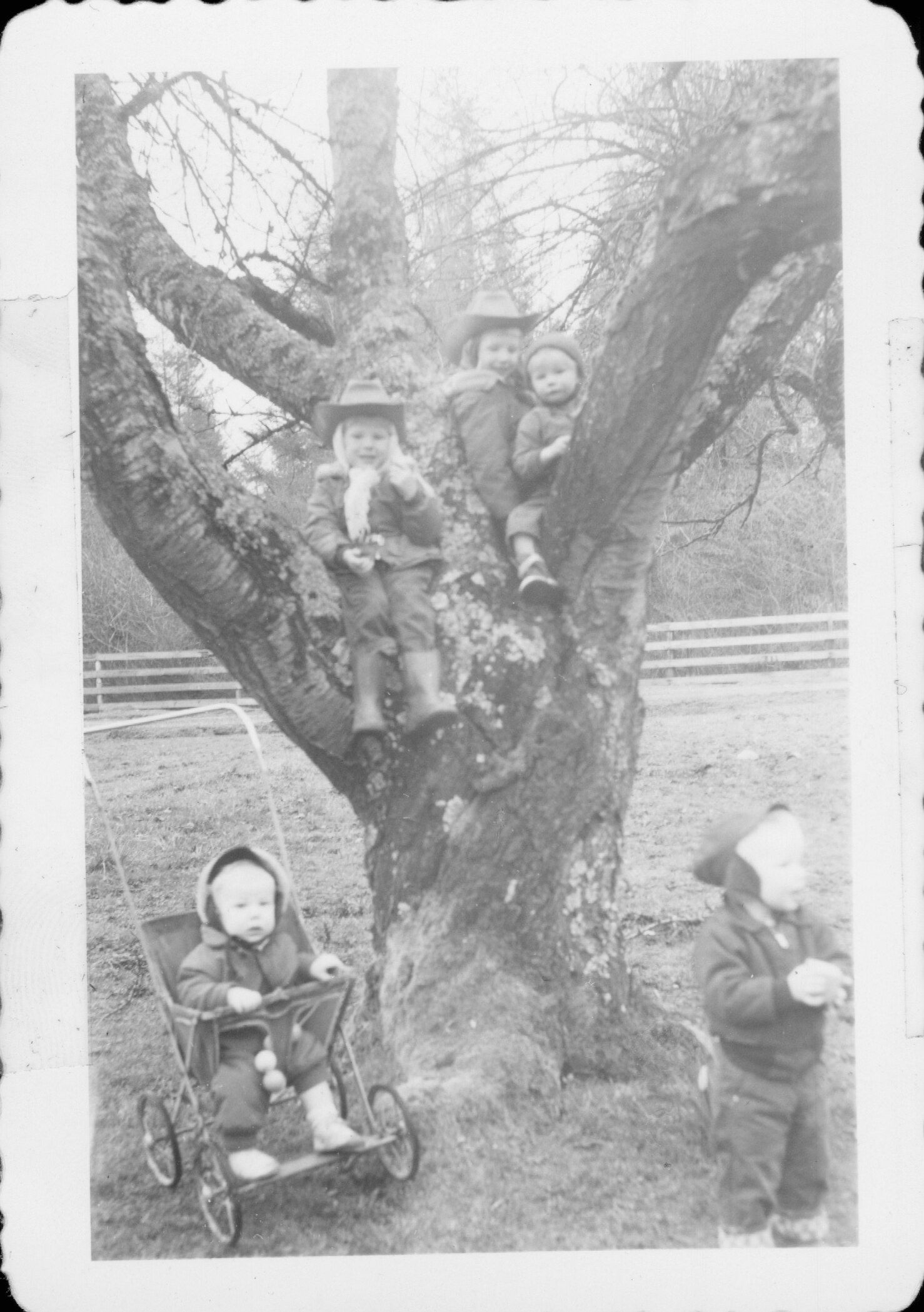 Garhart Orchard (Johnson Place) - historic photograph