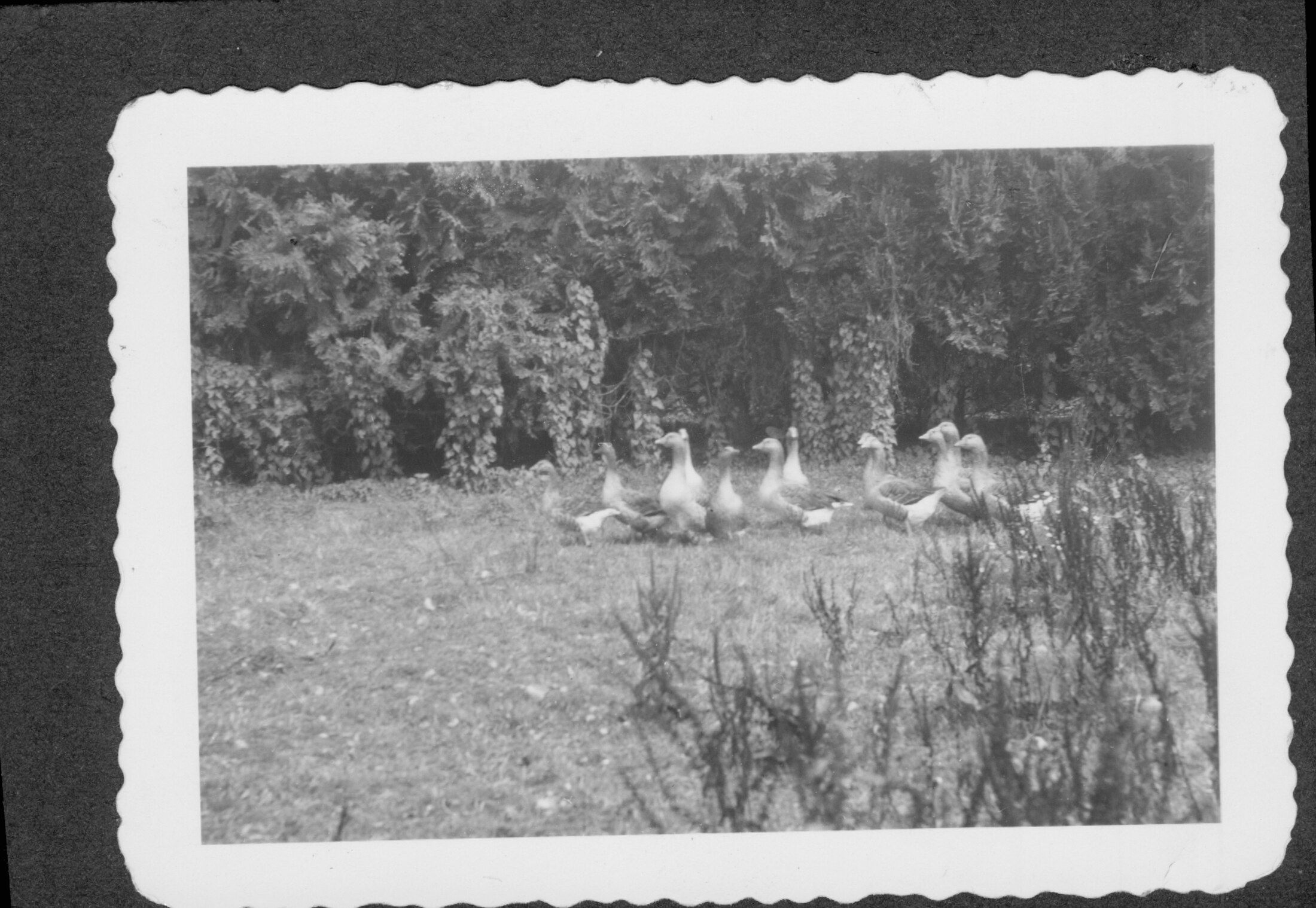Manch N. Garhart Family Summer House - historic photograph